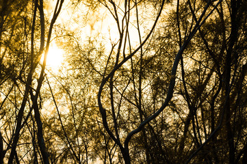 Reflection of nature in water