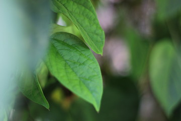 Fototapeta na wymiar tree leaves background, tropical fresh green leaves