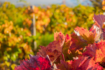 Vineyard