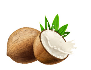 juicy fresh Coconuts with white background