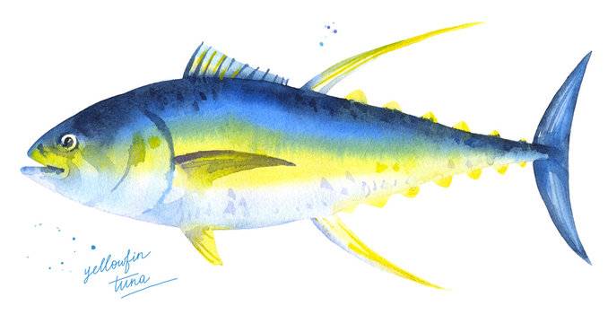 Yellowfin tuna. Hand drawn watercolor fish illustration on white background