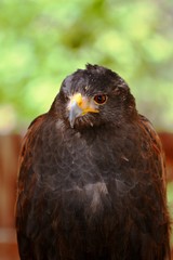 portrait of an eagle with a yellow beak