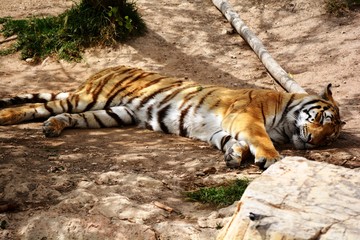 Fototapeta na wymiar one strong tiger lying on the ground