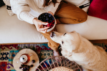 woman holding a bowl of fruits with blueberries and raspberries at home during breakfast. Cute golden retriever dog besides. Healthy breakfast with fruits and sweets. lifestyle indoors