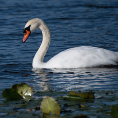 Beautiful swan feeding