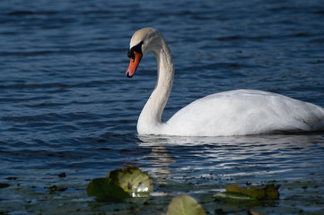 Beautiful swan feeding