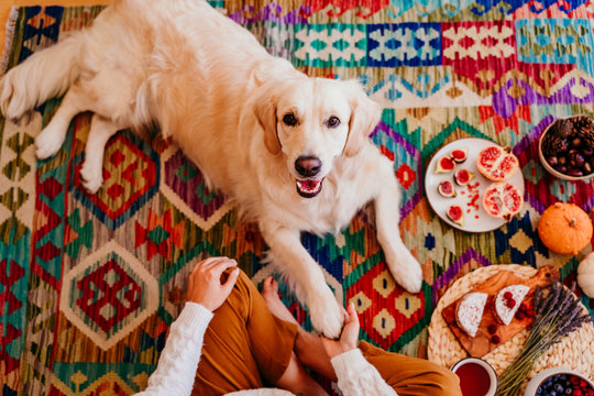 Uncovering the Truth: Can Dogs Safely Indulge in Hummus Delights? Learn why hummus is unsafe for dogs, alternatives to hummus, and what to do if your dog eats it