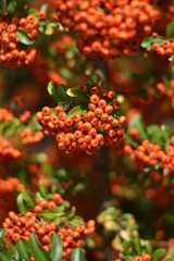 Roter Feuerdorn - Früchte