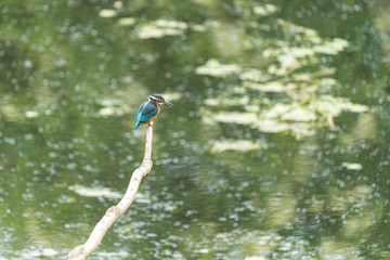 Kingfisher
