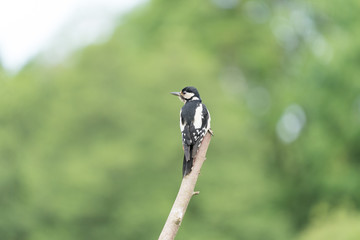 Woodpecker