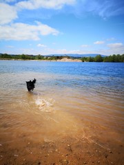 labrador im wasser