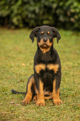 Young rottweiler is sitting on a green grass.