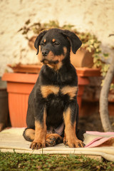 Young rottweiler is sitting on the floor outdoors.