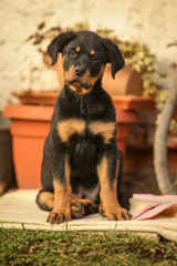 Young rottweiler is sitting on the floor outdoors.