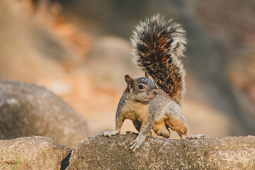 A small squirrel with a fluffy tail.