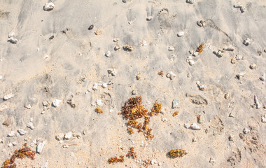 sable fin plage algue ile de la réunion