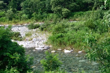 新潟県魚野川 澄んだ川
