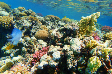 Obraz na płótnie Canvas coral reef in Egypt