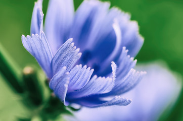 Chicory flower in nature