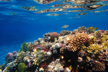Fototapeta na wymiar coral reef in Egypt