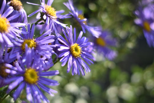 Violette Herbstastern