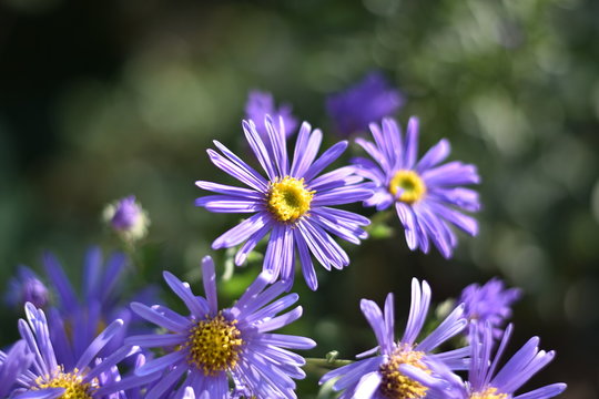 Violette Herbstastern