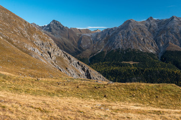 herd of chamois on a alpine meadow in the Swiss Alps