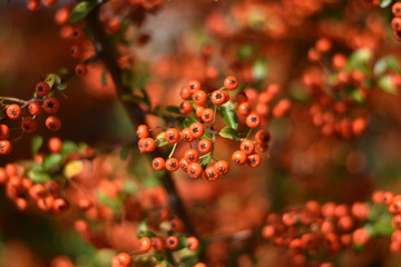 Roter Feuerdorn - Früchte