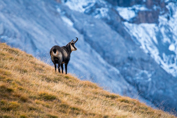 chamois on a alpine meadow in the Swiss Alps