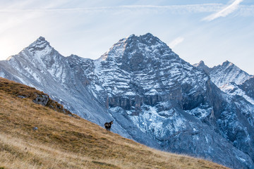 chamois in front the peak of da l'Acqua in Swiss Nationalpark