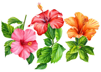set of beautiful hibiscus flowers on a white background, watercolor illustration, greeting card