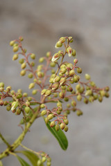 Forest Flame Lily of the Valley Shrub