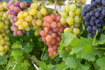 Fototapeta premium Bunches of different common grape vine species hanging together