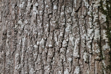 Pine tree bark texture with beautiful pattern