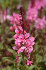 pink gaura flowers in garden
