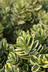 closeup of a Variegated Hebe