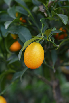 Oval kumquat