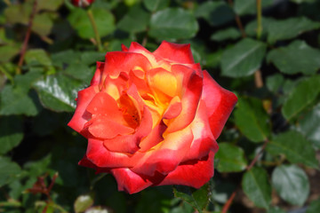 Mein Muenchen rose in garden