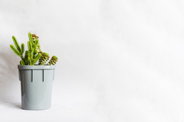 Small succulent or natural green plant Crassula in grey spot on white background with copy space