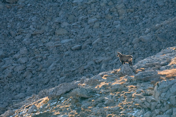 a chamois in morning light on Murtersattel