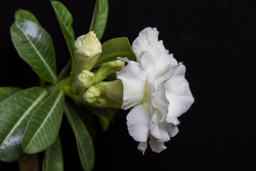 Naklejka na ściany i meble White flower rose or adenium with green leaves on black background with copy space. Close up. Selective focus on petals and buds
