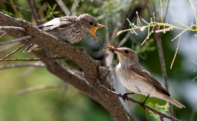 Spotted Flycatcher