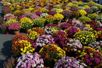 Colourful plants on sale in a market.