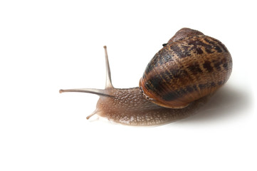 closeup of snail on white background