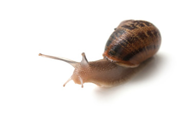 closeup of snail on white background