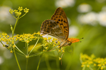 Nature