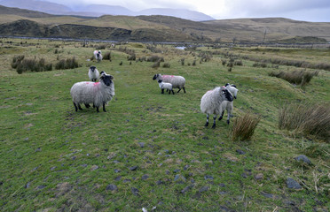 Black headed sheep with lambs: