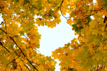 Autumn leaves on the sun