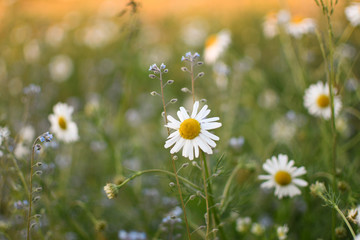 Field of daisies