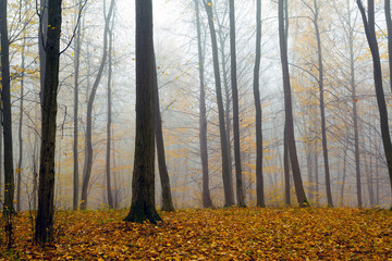 forest sunlight in autumn
